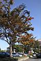 櫸-紅葉00.JPG