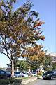 櫸-紅葉01.JPG