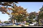 櫸-紅葉04.JPG