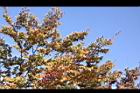 櫸-紅葉08.JPG