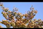 櫸-紅葉09.JPG