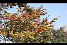 櫸-紅葉10.JPG