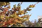 櫸-紅葉11.JPG