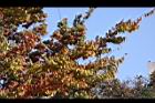 櫸-紅葉12.JPG