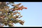 櫸-紅葉14.JPG