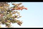 櫸-紅葉15.JPG