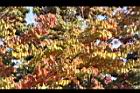 櫸-紅葉18.JPG