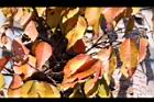 櫸-紅葉19.JPG
