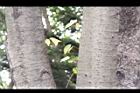 櫸-莖08.JPG
