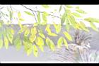 櫸-黃葉01.JPG