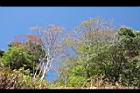 櫸木04.JPG