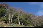 櫸木08.JPG