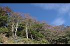 櫸木09.JPG