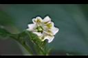 櫻桃小辣椒-花2.jpg