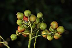 欏木石楠-實03.JPG