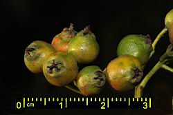 欏木石楠-實06.JPG