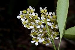 欏木石楠-花序11.JPG