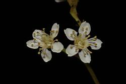 欏木石楠-花00.JPG