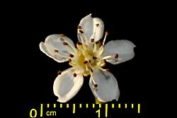 欏木石楠-花02.JPG
