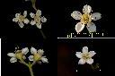 欏木石楠-花1.jpg