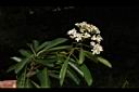 欏木石楠-花序07.JPG