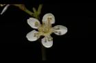 欏木石楠-花03.JPG