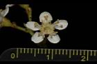 欏木石楠-花06.JPG