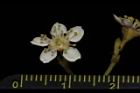 欏木石楠-花09.JPG