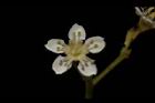 欏木石楠-花17.JPG