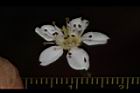 欏木石楠-花28.JPG