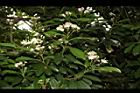 欏木石楠-花序02.JPG