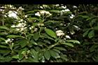 欏木石楠-花序03.JPG
