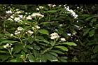 欏木石楠-花序04.JPG