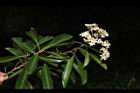 欏木石楠-花序05.JPG