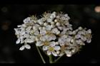 欏木石楠-花序40.JPG