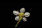欏木石楠-花背04.JPG