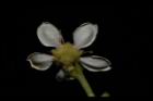 欏木石楠-花背05.JPG