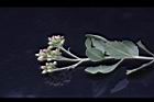 鯽魚膽-果枝00.JPG