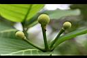 欖仁舅-花苞.jpg