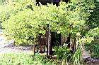 欖李05.JPG