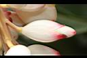 歐氏月桃-花苞01.JPG