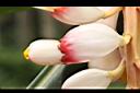 歐氏月桃-花苞02.JPG