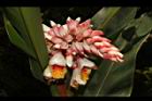 歐氏月桃-花21.JPG