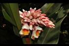 歐氏月桃-花22.JPG