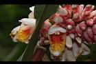 歐氏月桃-花28.JPG