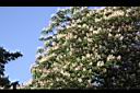歐洲七葉樹-花04.JPG