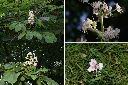 歐洲七葉樹-花1.jpg