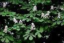 歐洲七葉樹-花10.JPG