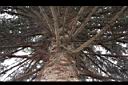 歐洲雲杉-枝01.JPG