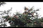 歐洲雲杉-實04.JPG